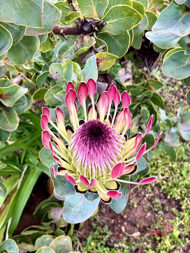 Kirstenbosch Gardens – Nature’s Masterpiece at Table Mountain’s Base 🌷