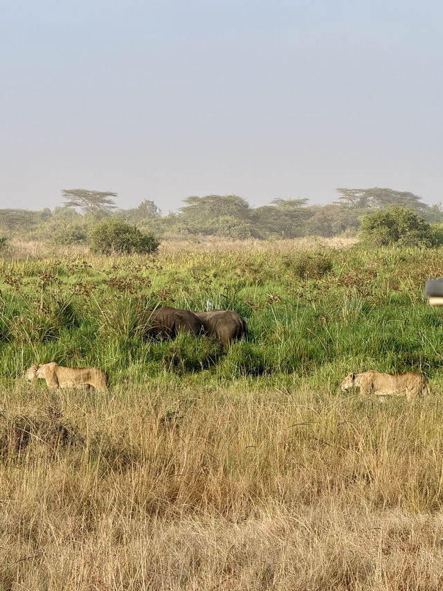 Nairobi National Park – Wildlife on the City’s Edge 🦏