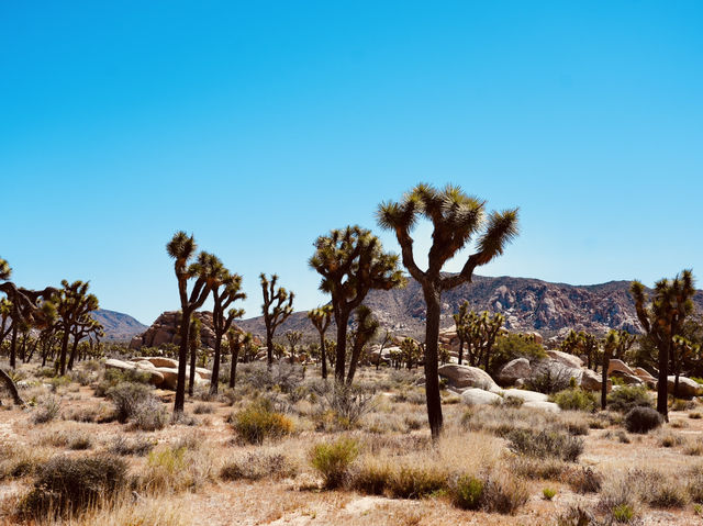 Joshua Tree National Park - the USA’s forgotten gem! 
