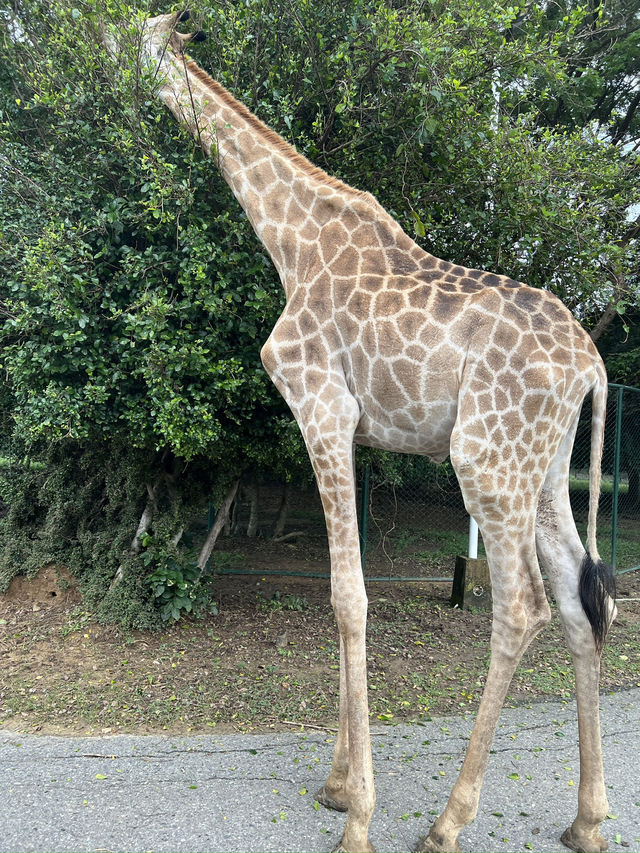 🦁🌿 Vigan Safari Adventure – Where the Wild Roars in the North! 🌿🦓