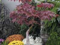 Muttart Conservatory