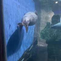Underwater world Aquarium 