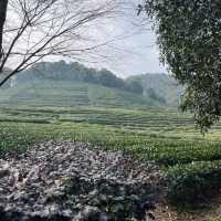 Nine Creeks Misty Forest 🌳 | Hangzhou 