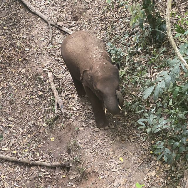 Spotting elephants in Xishuangbanna!