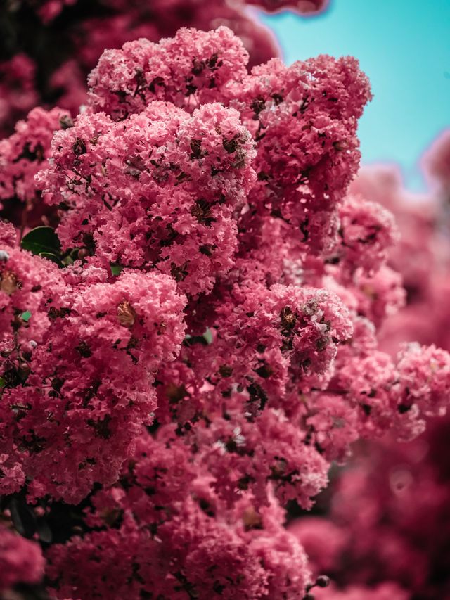 去紫薇瀑布下淋一場花雨🌸