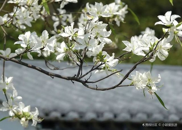 Lychee Park Flower Viewing | Unique White Flowers Show the Beauty