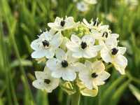 Hong Kong Flower Appreciation | Bethlehem Star Blooms in Shatin Shimen