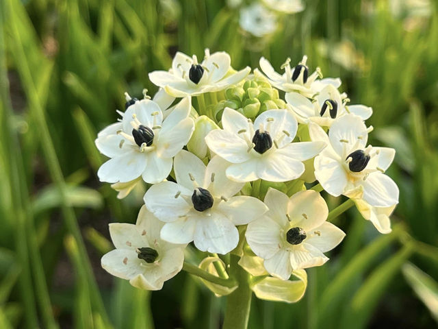 Hong Kong Flower Appreciation | Bethlehem Star Blooms in Shatin Shimen Hong Kong Flower Appreciation | Bethlehem Star Blooms in Shatin Shimen