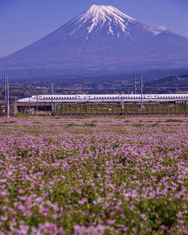 Mt. Fuji this year and last year.