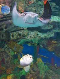 【珠海長隆海洋王國】有童心，夢幻的海洋世界，海洋館控必去！