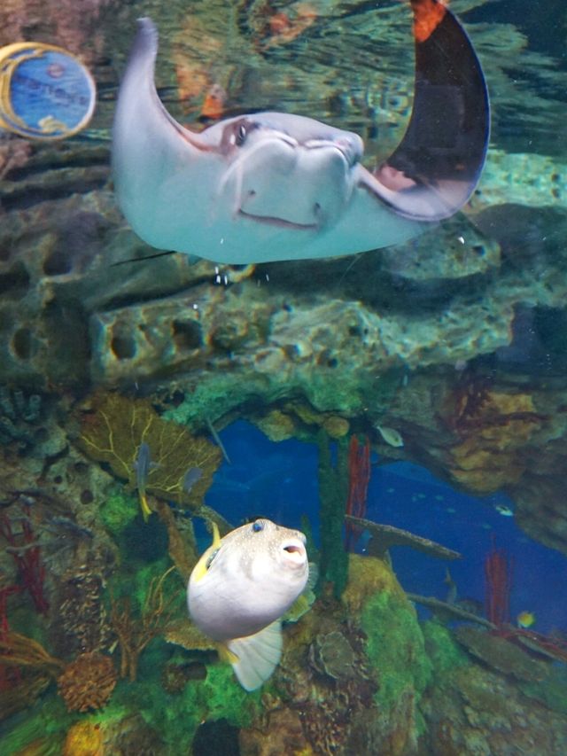 【珠海長隆海洋王國】有童心，夢幻的海洋世界，海洋館控必去！