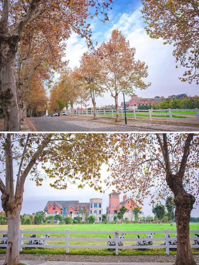 Pretend to be abroad, but actually in Sansheng Township, the sycamore avenue is beautiful