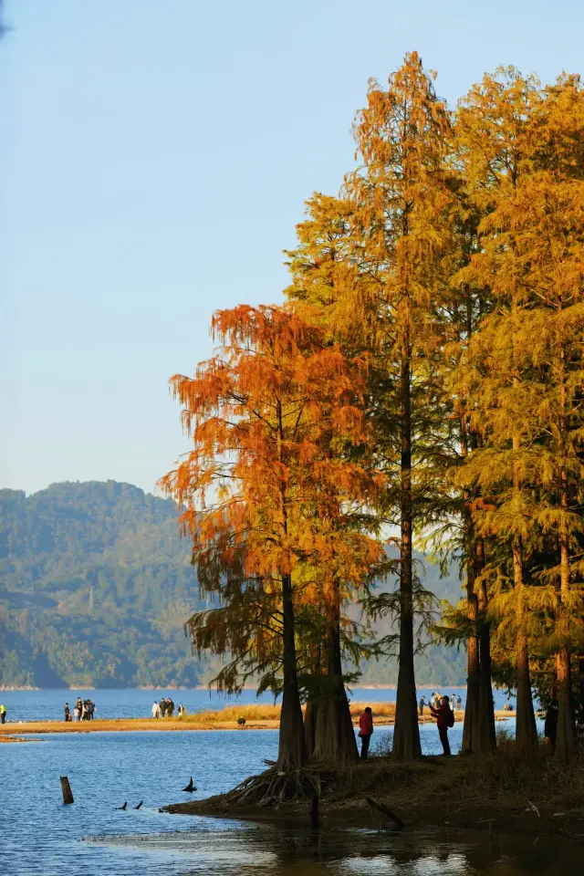 雲南ではなく、寧波にいます！質問が爆発するロマンチックな秋の景色
