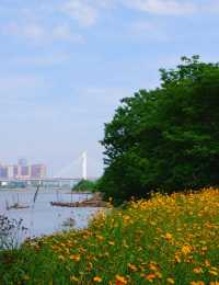 福州花海公園——鮮花盛開，那場面美得宛如一幅治癒人心的油畫