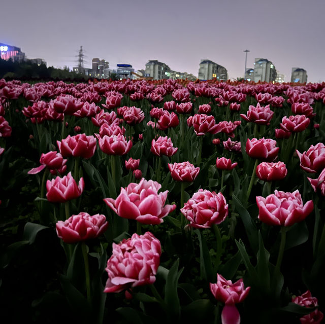 Changsha City Center and Botanical Garden Changsha City Center and Botanical Garden