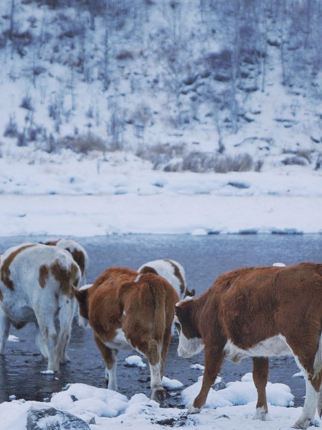 追一場北國的雪｜童話小城阿爾山冬遊指南