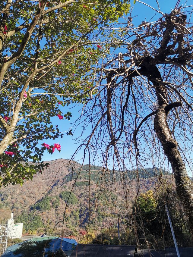 箱根雕塑博物館半日遊