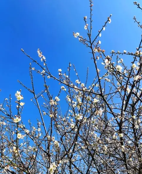 広州梅花の秘境 驚きの旅