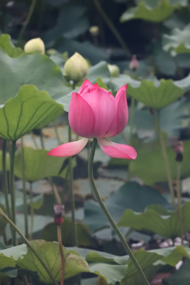 Lotus in Huangxing Park