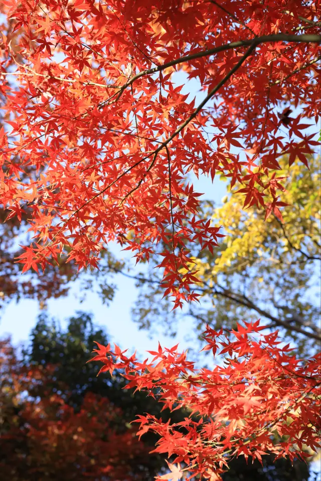 金陵の秋色、栖霞山からの山全体の紅葉
