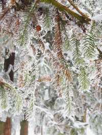 重慶下雪啦分享10個看雪好去處！