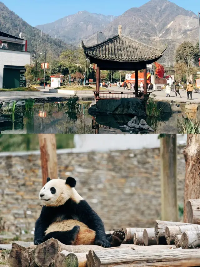 One-day tour of Shenshuping Base in Wolong, Wenchuan, China's Giant Panda Garden