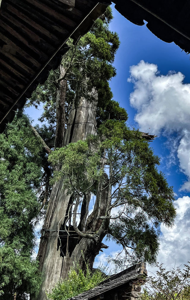 浙南最美古建，深藏密林深處