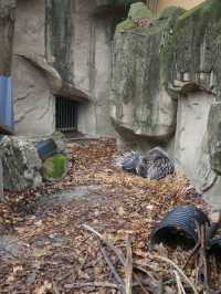 雨天的成都動物園｜神奇動物在哪裡