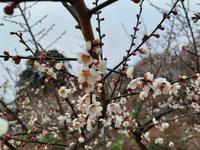 四川大邑鶴鳴山—春始萌發，梅花盛開