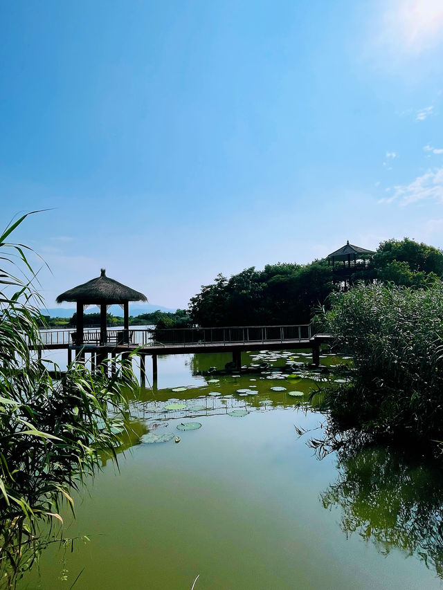 德清旅遊好去處——下渚湖濕地公園