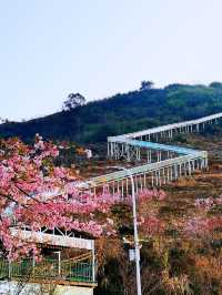 瑞安桐浦｜春日赴一場櫻花花宴