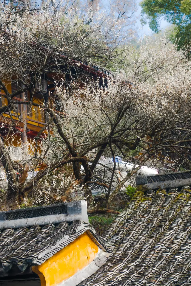 I am in Jiangnan, at Guoqing Temple, this Sui Dynasty plum tree, exuding a sense of brokenness from 1400 years of unharmed mountains and rivers