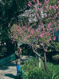 烏山風景區，賞花好去處