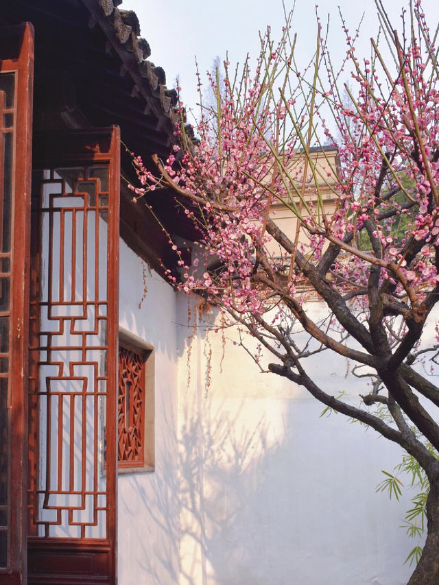 實時賞梅攻略：帶你尋找蘇州園林中最美的梅花