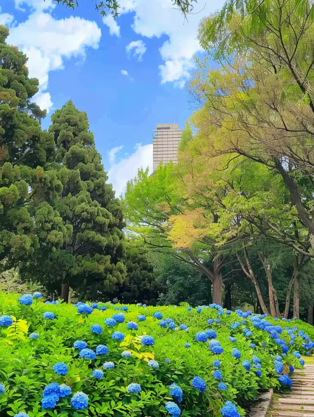 In the summer breeze, the hydrangea sea in Xi'an awaits your embrace