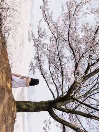找到了🌸現實版東方青蒼的七情樹開花了
