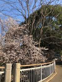 長沙望月湖公園的櫻花近況!
