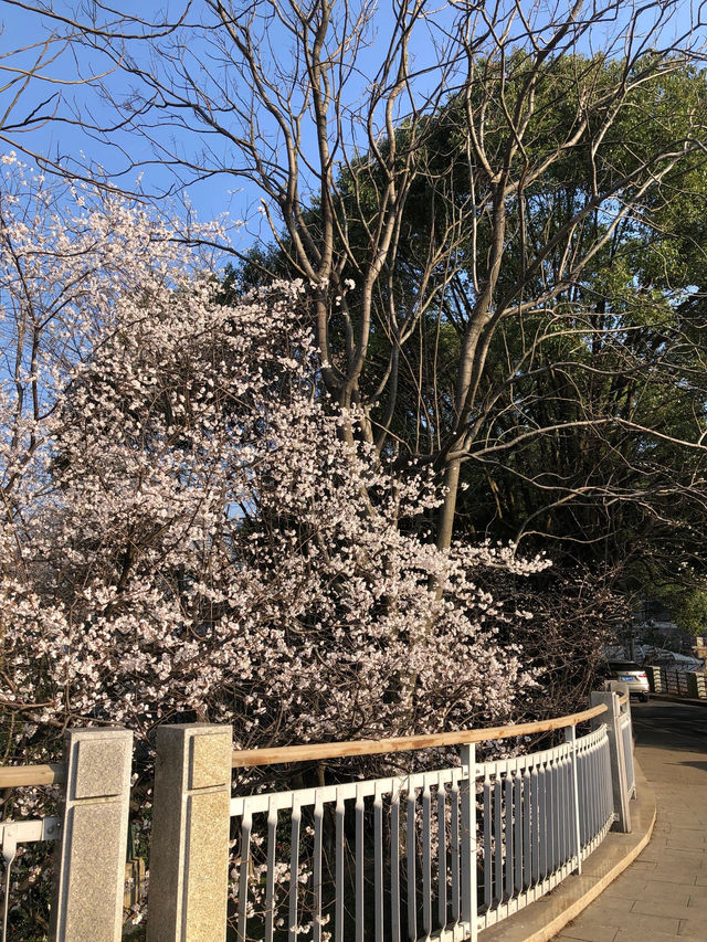 長沙望月湖公園的櫻花近況!