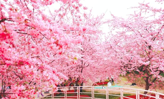 漫花莊園