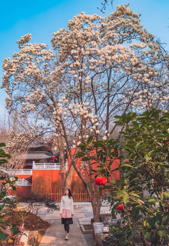 Enjoy the beauty of flowers with a mind free of distractions! When the magnolia flowers meet the ancient Qingliang Temple of a thousand years