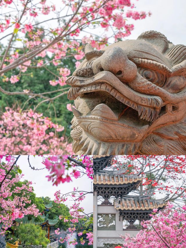 廣州古風櫻花打卡地，寶墨園櫻花正盛時