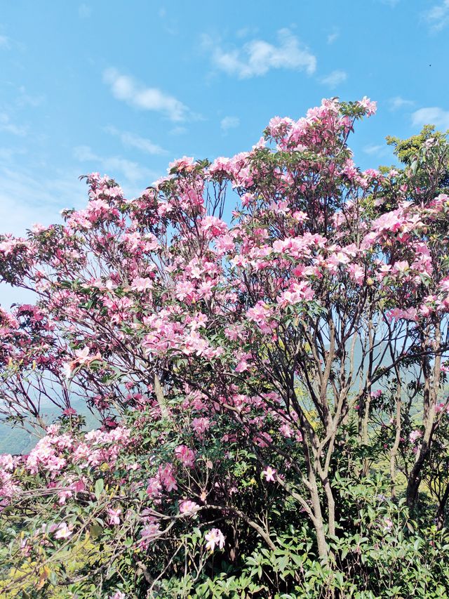 春三月，上春山