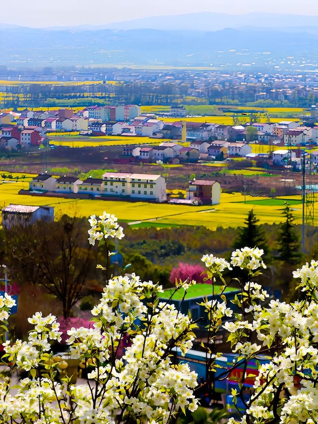 2024年漢中油菜花已盛開