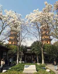 只要8塊錢就能收穫蘇州三月醉美玉蘭花