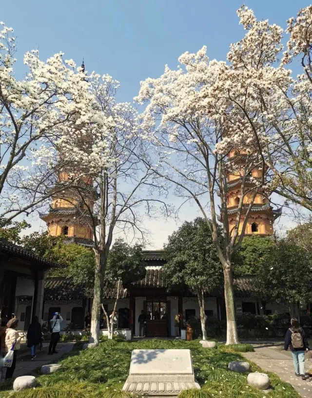 For just 8 yuan, you can enjoy the stunningly beautiful magnolia flowers of Suzhou in March