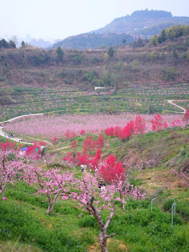 龍泉山桃花開了！仙境！寶獅村賞花攻略