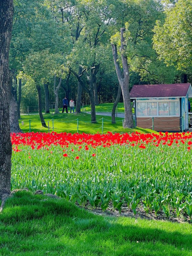 大寧公園｜50萬株鬱金香花海｜賞花地圖&攻略