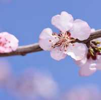 Spring Beautiful Blossoms in Huairou 🌸🌿