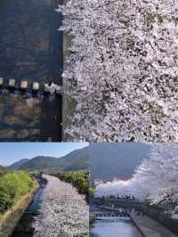 不是日本是寧波！細膩如白雪的櫻花在和鴿村