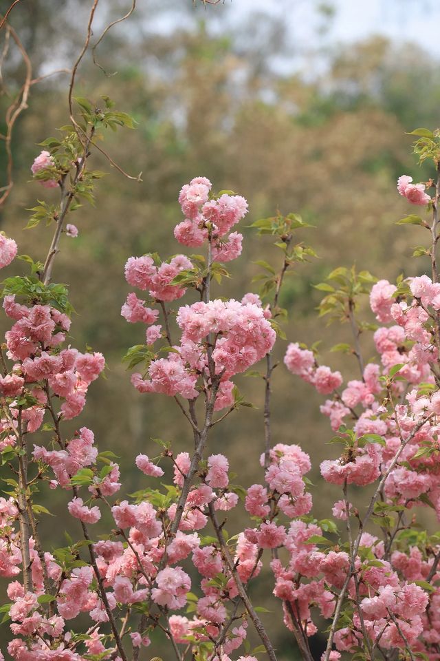 三角梅從未失約，深圳3個必去賞花地